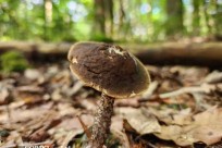 樹海モーニングツアー