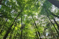 星のや富士様　樹海溶岩ハイキング