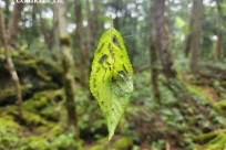 樹海モーニングツアー