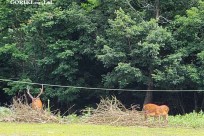 樹海モーニングツアー