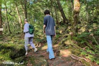 樹海モーニングツアー