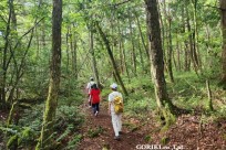 樹海モーニングツアー