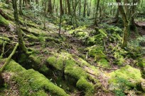 星のや富士様　樹海溶岩ハイキング