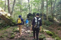 樹海モーニングツアー