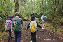 樹海モーニングツアー