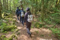 樹海モーニングツアー