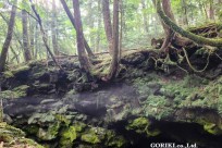 樹海モーニングツアー