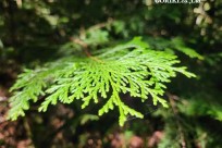 樹海モーニングツアー