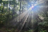 樹海モーニングツアー