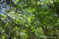 樹海モーニングツアー