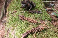 星のや富士様　樹海溶岩ハイキング