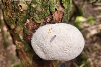 星のや富士様　樹海溶岩ハイキング