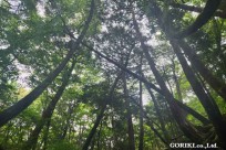 星のや富士様　樹海溶岩ハイキング