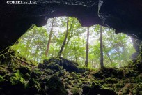 樹海モーニングツアー