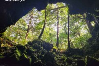 樹海モーニングツアー