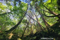 星のや富士様　樹海溶岩ハイキング