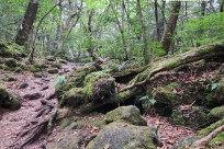 樹海モーニングツアー