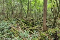 樹海モーニングツアー