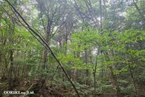 星のや富士様　樹海溶岩ハイキング