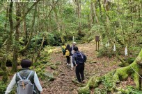 樹海モーニングツアー