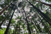 星のや富士様　樹海溶岩ハイキング