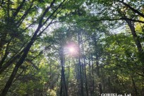 樹海モーニングツアー