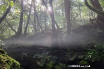 樹海モーニングツアー