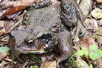 星のや富士様　樹海溶岩ハイキング