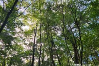 樹海モーニングツアー
