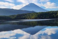 樹海モーニングツアー