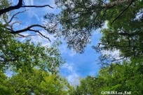 星のや富士様　樹海溶岩ハイキング