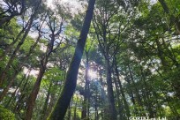 樹海モーニングツアー