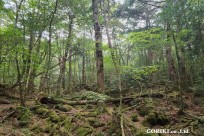 樹海モーニングツアー