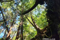 星のや富士様　樹海溶岩ハイキング