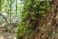 樹海モーニングツアー