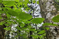 星のや富士様　樹海溶岩ハイキング