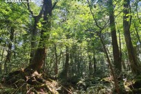 星のや富士様　樹海溶岩ハイキング