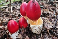 星のや富士様　樹海溶岩ハイキング