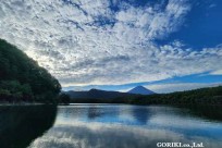 樹海モーニングツアー