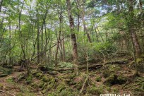 樹海モーニングツアー