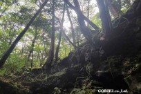 樹海モーニングツアー