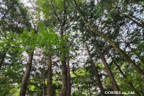 樹海モーニングツアー