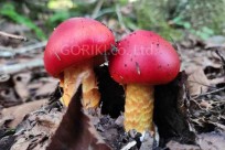 樹海モーニングツアー