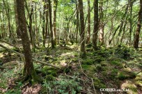 星のや富士様　樹海溶岩ハイキング