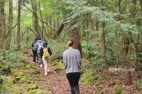 樹海モーニングツアー