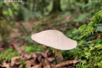 星のや富士様　樹海溶岩ハイキング