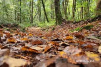 樹海モーニングツアー