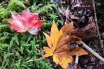 樹海モーニングツアー