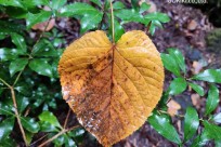 星のや富士様　樹海溶岩ハイキング