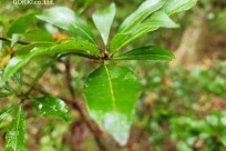 樹海モーニングツアー
